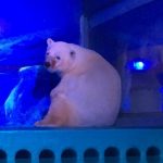 广州购物中心囚禁着“世上最悲伤的北极熊”