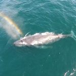 美国14米长“网红”座头鲸搁浅死亡 曾喷出彩虹