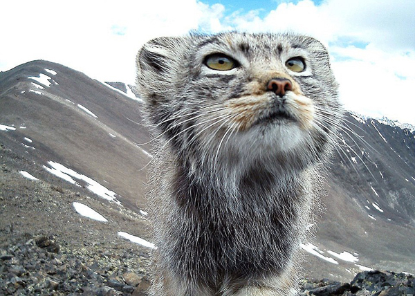 World's most secreteve cat caught on photo trap in Siberia
