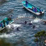 催泪: 不忍宝宝被囚禁 日本水族馆母海豚杀死小海豚