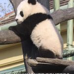 16岁大熊猫龙徽在维也纳离世 曾创生育记录