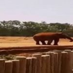 7岁女孩在动物园被大象投掷的石块砸死