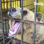 巨熊被关笼子招揽生意: 戳目撕咬自残