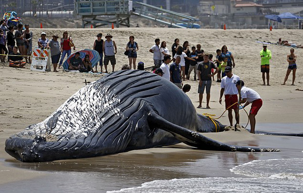 Lifeguards tie a dead humpback whale's tail after it washed ashore at Dockweiler Beach along the Los Angeles coastline on Friday, July 1, 2016. The whale floated in Thursday evening. It is approximately 40 feet long and is believed to have been between 10 to 30 years old. Marine animal authorities will try to determine why the animal died. (AP Photo/Nick Ut)