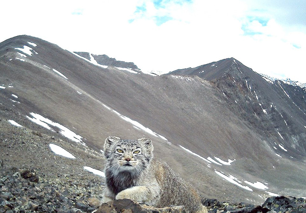 World's most secreteve cat caught by photo trap in Siberia