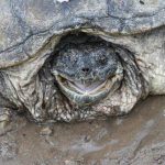 70岁大鳄龟被变态盯上，背上被插螺丝刀，奄奄一息还在不停地求救