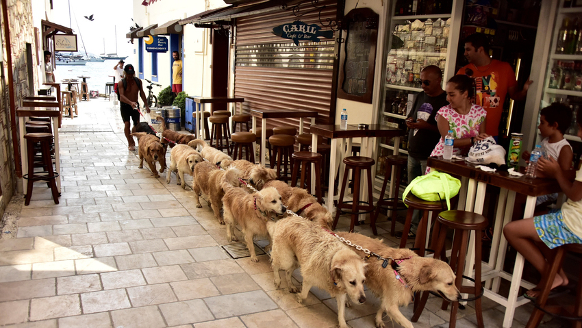 MUGLA, BODRUM - SEPTEMBER 20 : Retired Turkish skipper Senol Ozbakan 56-year-old is seen with his dogs in Turkey's Mugla on September 19, 2016. Ozbakan who has thousand of followers on his social media account "Golden Cetesi" (Golden Gang) looks after the abandoned "Golden Retriever" breed dogs in Mugla, Turkey. (Photo by Ali Balli/Anadolu Agency/Getty Images)