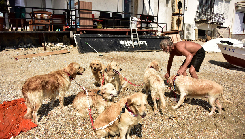 MUGLA, BODRUM - SEPTEMBER 20 : Retired Turkish skipper Senol Ozbakan 56-year-old is seen with his dogs in Turkey's Mugla on September 19, 2016. Ozbakan who has thousand of followers on his social media account "Golden Cetesi" (Golden Gang) looks after the abandoned "Golden Retriever" breed dogs in Mugla, Turkey. (Photo by Ali Balli/Anadolu Agency/Getty Images)