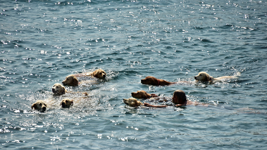 MUGLA, BODRUM - SEPTEMBER 20 : Retired Turkish skipper Senol Ozbakan 56-year-old is seen with his dogs in Turkey's Mugla on September 19, 2016. Ozbakan who has thousand of followers on his social media account "Golden Cetesi" (Golden Gang) looks after the abandoned "Golden Retriever" breed dogs in Mugla, Turkey. (Photo by Ali Balli/Anadolu Agency/Getty Images)