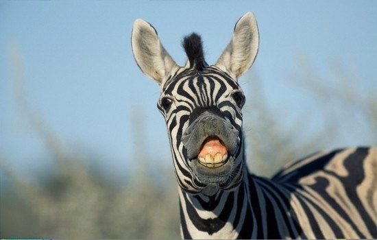 Africa, Namibia, Etosha National Park, Plains Zebra (Equus burchelli) bares teeth in appearance of smile by desert water hole