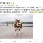 王思聪爱犬喊话杨洋你错过一个亿 得罪首富“孙女”后果严重