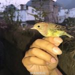 广西查获数个收购候鸟窝点 3万多只候鸟获救