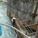 “渡河”失败！四川救了只出洋相的熊猫