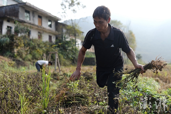 2016年11月17日，江西吉安永丰县石马镇严辉村，范家发在地里拔花生，他种了三亩田。 范家发把拐杖放下，一屁股坐在板凳上点了一支烟，默默地吐着烟雾。在9岁的儿子范小勤因与马云撞脸走红后，他几乎就没有闲下来的时间，原来家中洗衣做饭接送孩子及下地干农活一件也不能少干，现在还要接待纷至沓来的访客。范家发的家所在地，一个位于江西吉安永丰县石马镇的僻壤乡村，也因为他儿子的走红打破了往昔的平静。 范家发今年59岁了，在20多岁时被毒蛇咬伤无奈截肢了右腿，独腿的他娶了患有小儿麻痹症致智力障碍的妻子，生下了大儿子范小勇和二儿子范小勤，家中一贫如洗，依靠低保过活。更为不幸的是，范家发80多岁的妈妈又患上了老年痴呆。 一条腿的范家发几乎一人承担了家中所有的家务，还要打零工挣钱养活家人。妻子除了放放牛，帮忙挑挑东西之外几乎什么活都不会干。范家发一早起来要烧火做饭，给孩子洗脸换衣服，然后骑上三轮车送孩子们去上学。返回后，督促妻子牵牛到山上去吃草，范家发把早饭用过的碗筷、孩子昨夜换下的衣服和鞋子都一一洗掉。中午放学时间范家发又得去接孩子回来吃午饭，吃好再送回学校去上下午的课。而下午通常他会带着妻子到地里去干农活，日子一成不变。这个每日为生计操劳奔波的农民，怎么也想不到自己的二儿子范小勤会成为网红，并且红得有点惊人。 文字未完整 早报见习记者 赖鑫琳 图