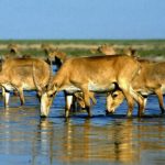 哈萨克斯坦15万高鼻羚羊死亡 或因感染疾病