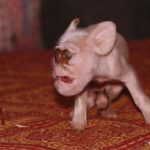 贵州：母猪竟然生下“猴崽” 猪身猴脸好奇怪